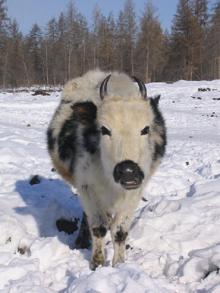 Yakutian Cattle 01 Head on