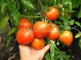 31 помидоры