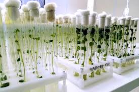 клоны растения в лаборатории