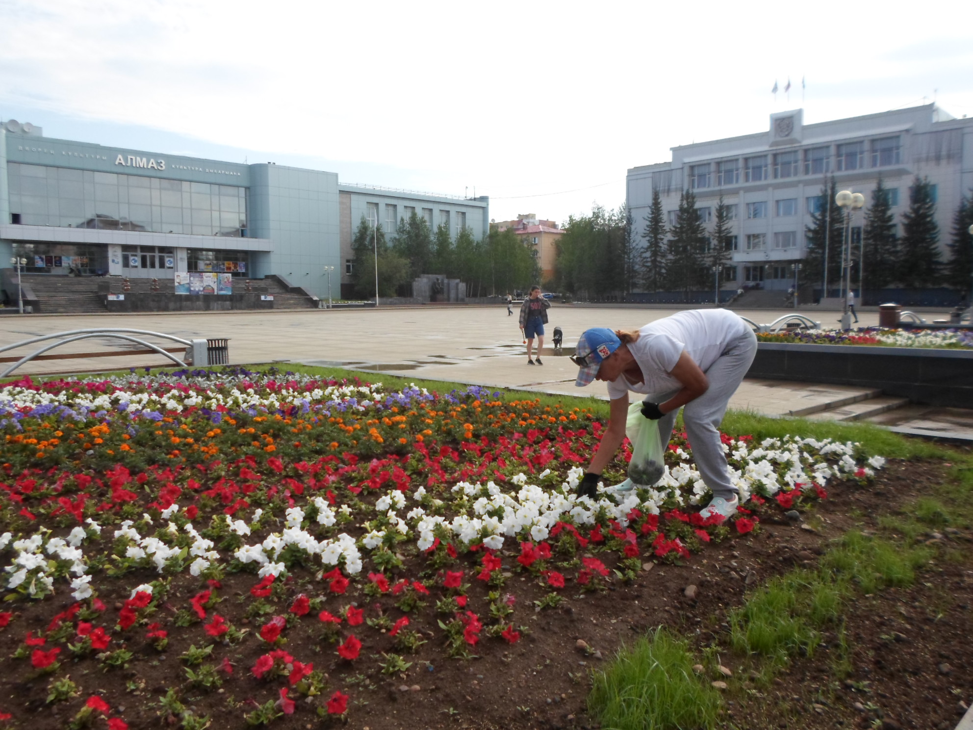 Цветы город Мирный Якутия. Растения города Мирный. Доставка цветов город Мирный.