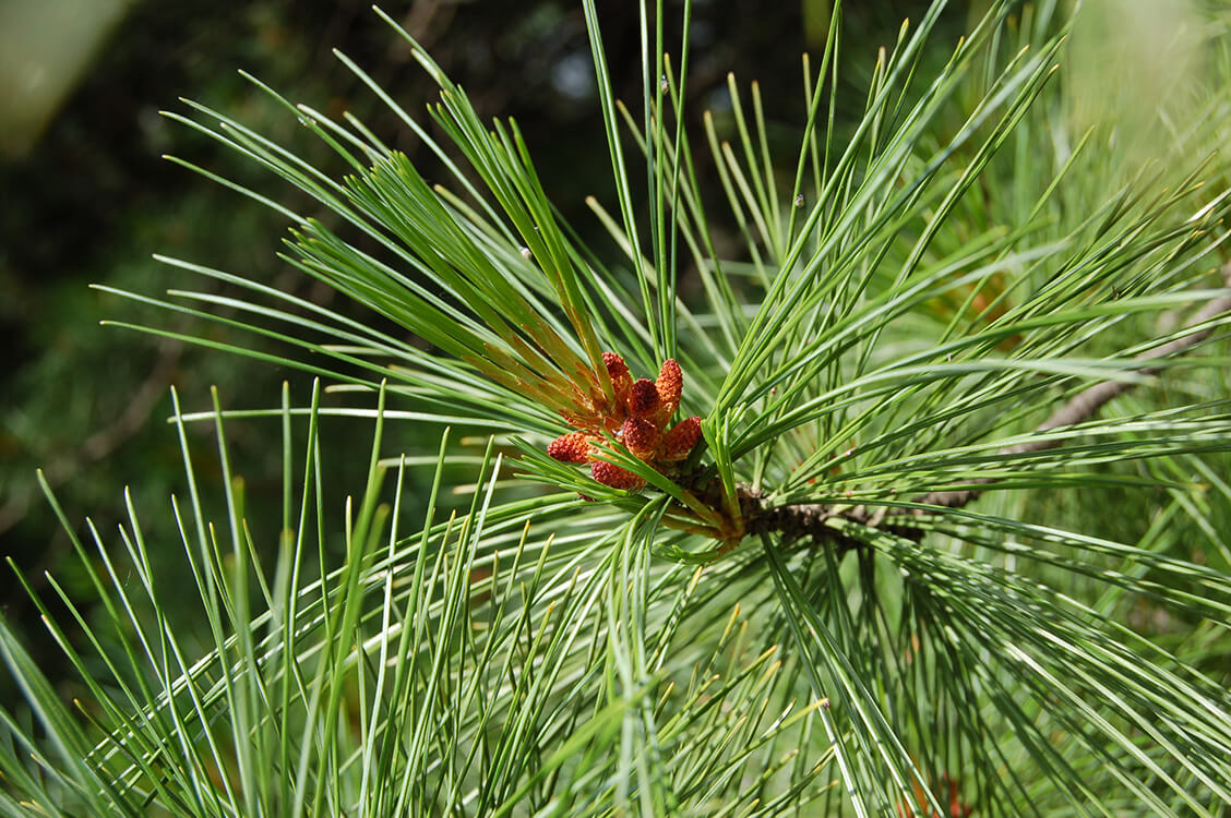 Хвойные сосновые. Сосной сибирской (Pinus sibirica). Сосна Кедровая Pinus sibirica. Сосна Кедровая Сибирская (кедр Сибирский) – Pinus sibirica. Сибирский кедр (Pinus sibirica du Tour).