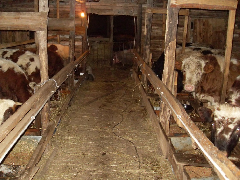 barn for cows with a passage 1